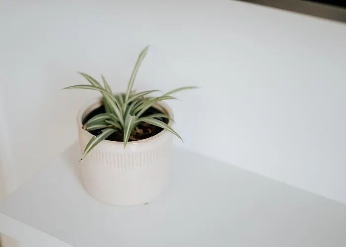 Apartamento 4 Esquinas Adeje Homes Costa Adeje (Tenerife)